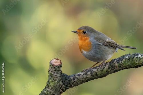  European Robin (Erithacus rubecula) on a branch in the forest of Noord Brabant in the Netherlands. Green background. 