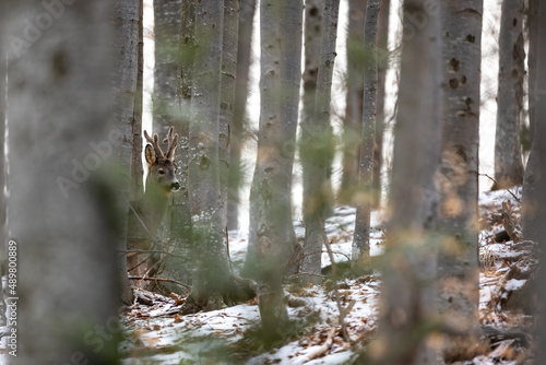 Roe deer Capreolus capreolus in winter woodland beech forest