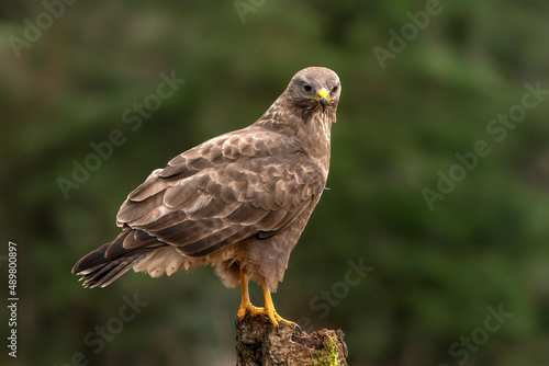  A beautiful Common Buzzard (Buteo buteo) sitting on a branch post at a pasture looking for prey. Noord Brabant in the Netherlands. Green background. 