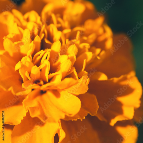 Close up of soft focused orange marigold flower Tagetes erecta  African  Mexican  Aztec marigold on dark background with copy space. Summer and fall colors. Luxury minimal floral design. Macro photo