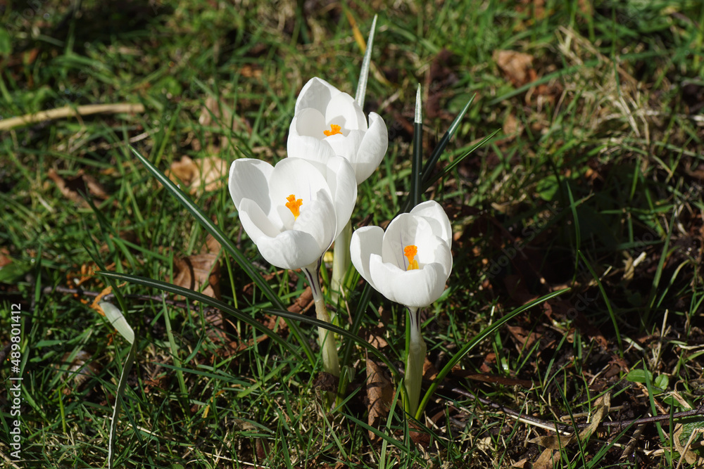 White flowering crocuses in the sun in the grass of a lawn in a Dutch garden. Family Iridaceae. Late winter, February, Netherlands. White flowering crocuses in the sun in the grass of a lawn in a Dutch garden. Family Iridaceae. Late winter, February, Netherlands.