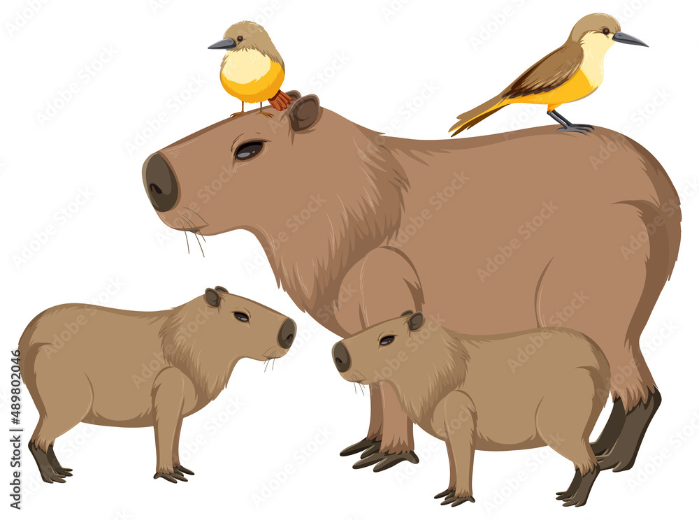 Wombats with cute birds on body
