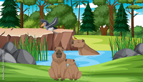 Wombats and birds by the pond