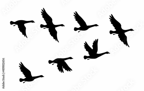 Flock of goose birds. Vector silhouette image.