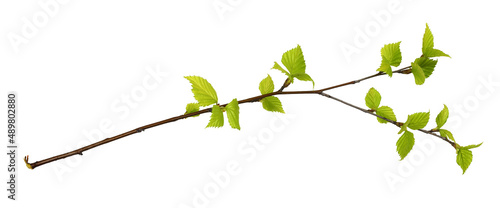 Twig of birch with spring s...