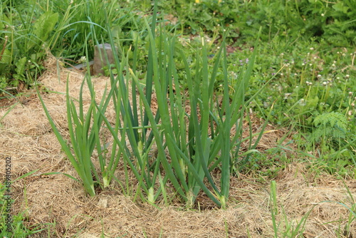Garlic growing with hay mulch in an organic garden. photo