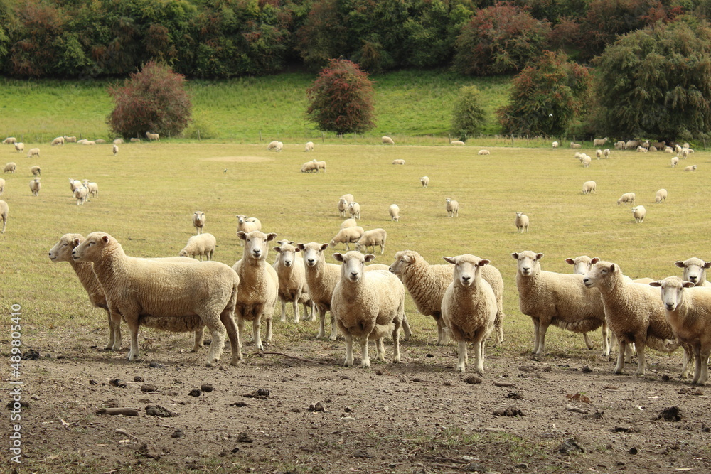 sheep in paddock with trees and shrubs