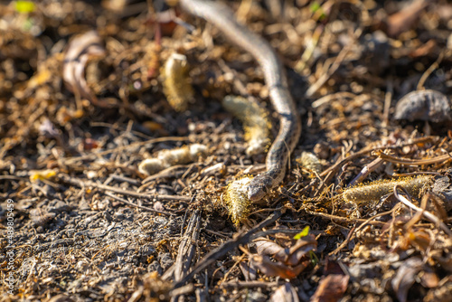 Young Pacific gopher snake (Pituophis catenifer catenifer) slithers on the ground. © Olga