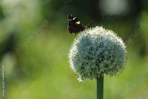 Yellow admiral butterfly on onion flower with soft green background. photo