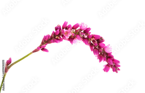 meadow flower isolated