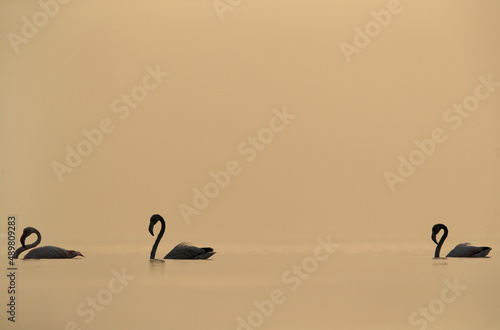 Silhouette of Greater Flamingos wading in the morning hours at Asker coast of Bahrai © Dr Ajay Kumar Singh
