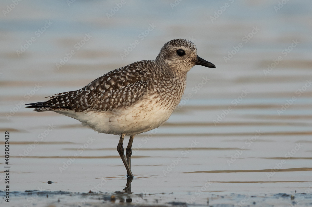 Grey plover at Asker marsh, Bahrain Grey plover at Asker marsh, Bahrain
