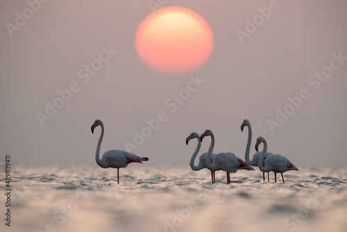 Greater Flamingos and beautiful sunrise at Asker coast of Bahrain