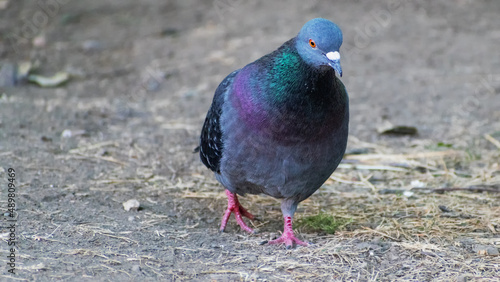 A pigeon in a summer park