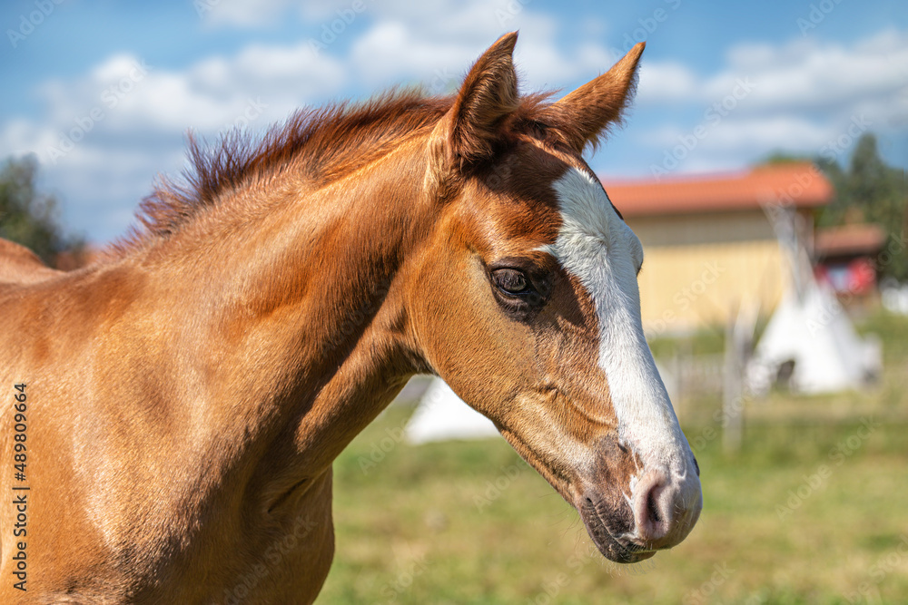 Portrait of a cute criollo foal Portrait of a cute criollo foal