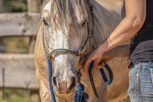 A person handles a horse with a rope halter - natural horsemanship concept © Annabell Gsödl