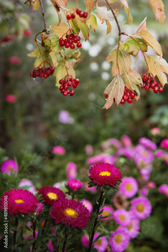 Pink asters bloom under a red viburnum bush. Bright autumn 