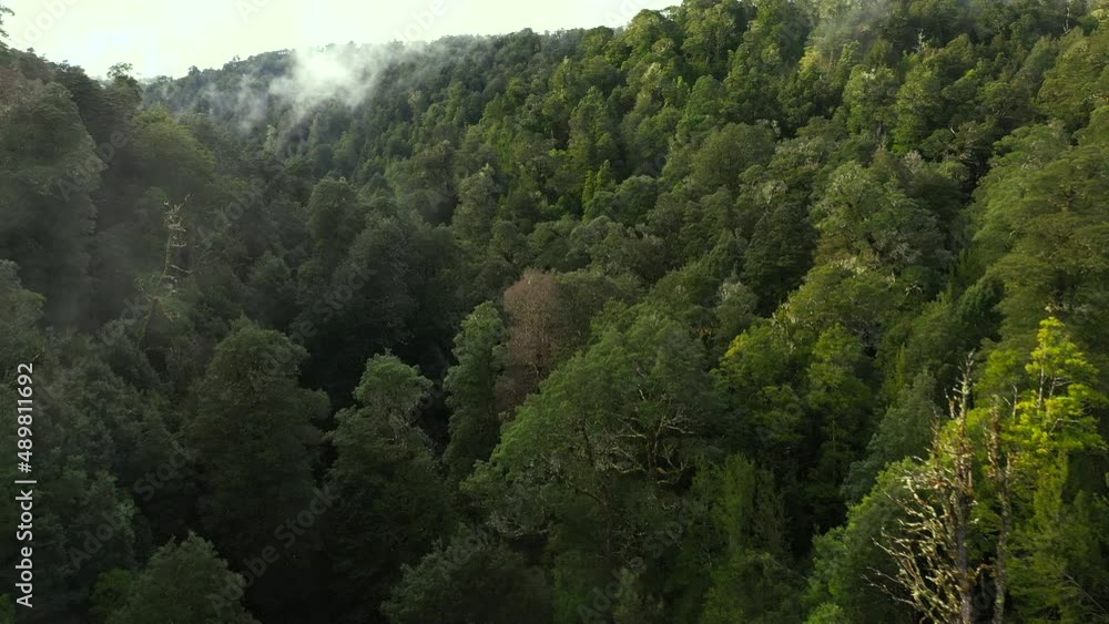 Soaring over the rainforest and through the fog one early morning in Tasmania Australia Soaring over the rainforest and through the fog one early morning in Tasmania Australia