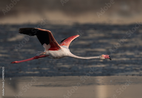 Greater Flamingo flying at Tubli bay in the morning, Bahrain