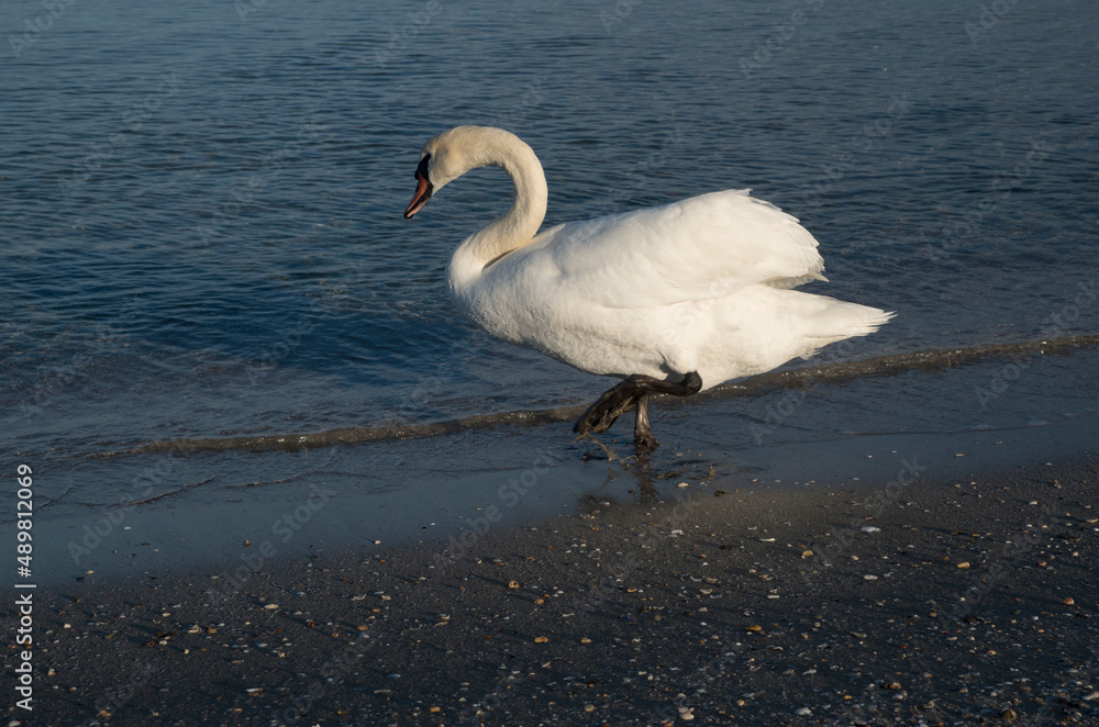 Lonely swan walking by the sea in Europe Lonely swan walking by the sea in Europe