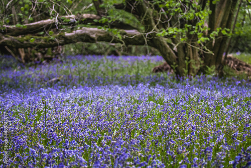 carpet of blue bells in wood with tree photo