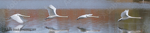swan flying over water montage photo
