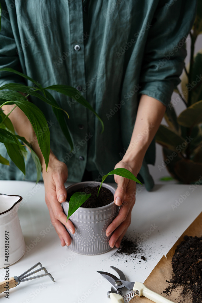 Hobby houseplant, home gardening concept with potted plant