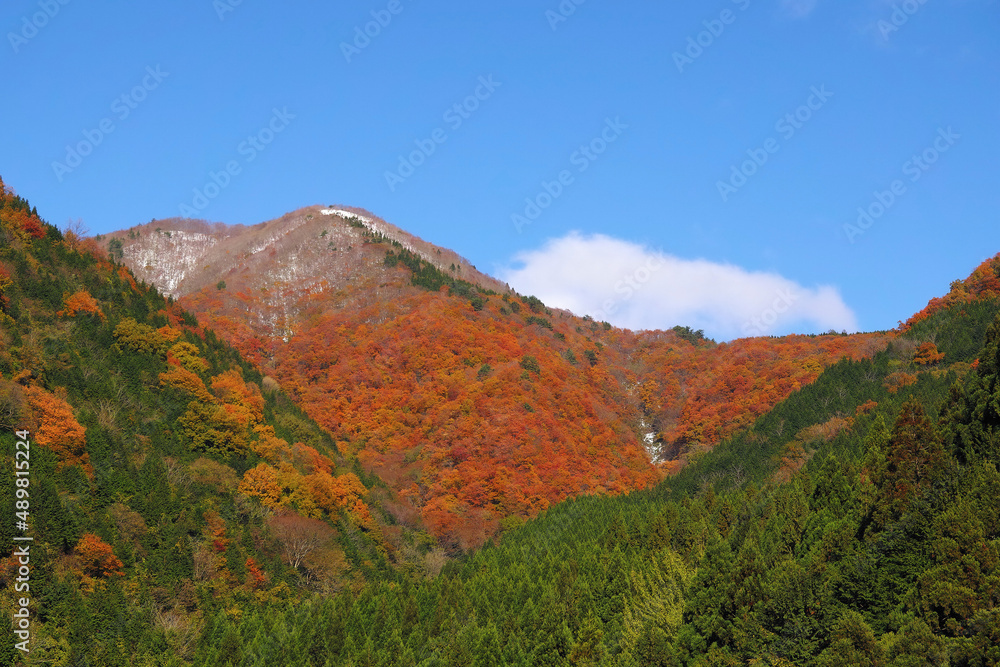 Fototapeta premium 紅葉と緑の山