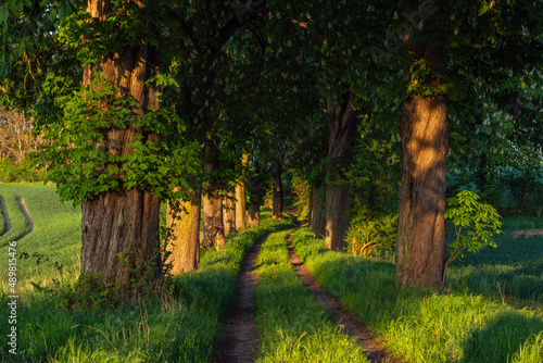 Rural dirt road lined with horse chestnut trees (Aesculus Hippocastanum) in summer
