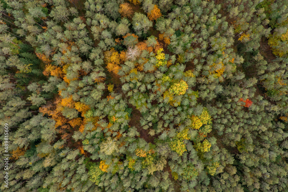 Drone view of green autumn forest Drone view of green autumn forest