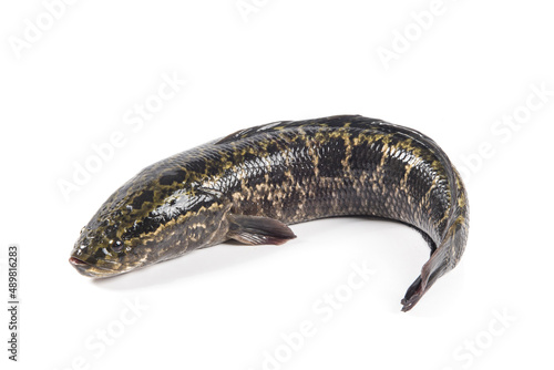 A fresh snakehead fish isolated on white background