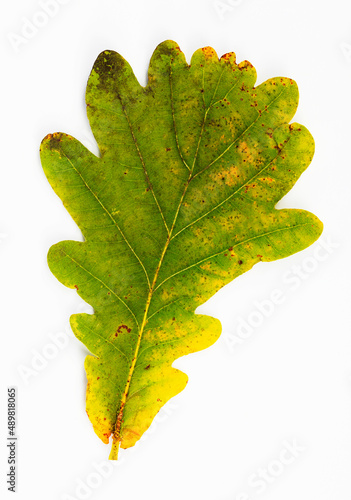 Studio shot of single autumn leaf of oak tree (Quercusrobur)