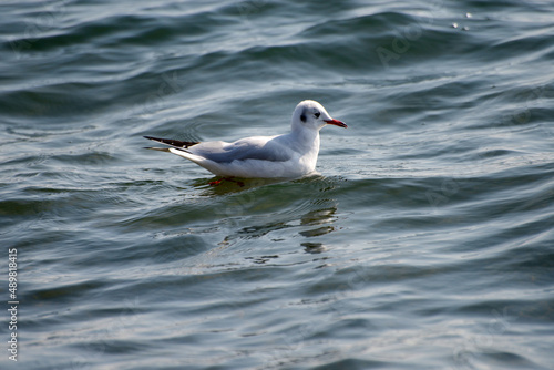 ユリカモメ 琵琶湖の冬鳥