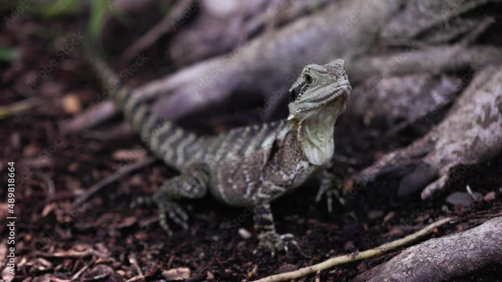 Young water dragon moves head and runs away, slow motion 100fps Young water dragon moves head and runs away, slow motion 100fps