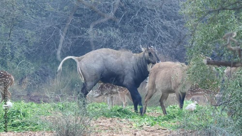 Two adult male nilgai or blue bull or Boselaphus tragocamelus Largest Asian antelope trying to mate with another one at forest photo