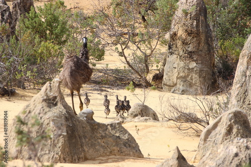 Emu and chicks in the Pinnacles Desert, Nambung National Park, Western Australia. photo