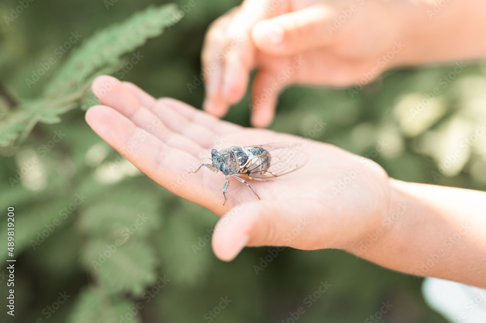 kid hand holding cicada cicadidae a black large flying chirping insect or bug or beetle on arm. child researcher exploring animals living in hot countries in Turkey