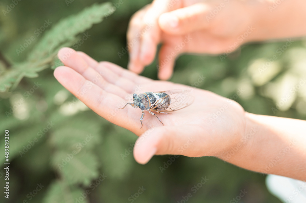 kid hand holding cicada cicadidae a black large flying chirping insect or bug or beetle on arm. child researcher exploring animals living in hot countries in Turkey kid hand holding cicada cicadidae a black large flying chirping insect or bug or beetle on arm. child researcher exploring animals living in hot countries in Turkey