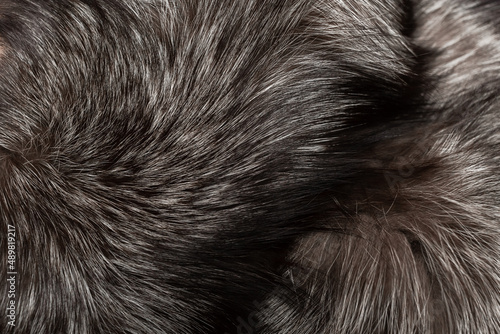 Silver fox fur. The texture of the fur. Dark natural background.
