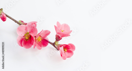 Blooming red plum tree branch on white background with copy space