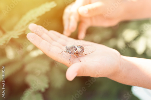 kid hand holding cicada cicadidae a black large flying chirping insect or bug or beetle on arm. child researcher exploring animals living in hot countries in Turkey. flare