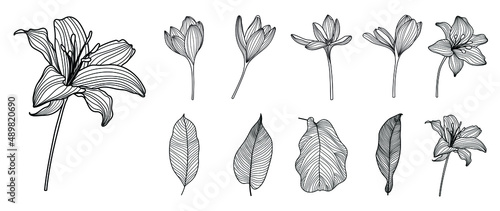 Line art botanical and floral set. collection of lily flower, blooms, tropical leaves in hand drawn sketch. Natural elements on white background for decoration, prints, wedding, invitation and card.