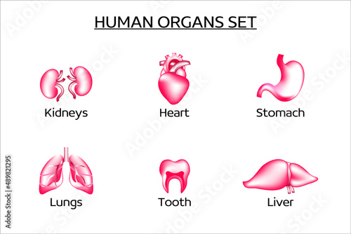 Set of vector human organs. The set contains the liver, kidneys, lungs, heart, stomach, teeth. Medicine, internal organs. Collection of 3d vector icons.