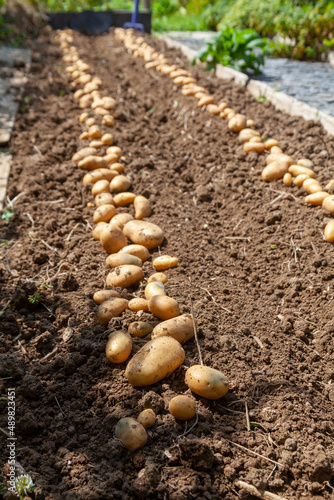 Récolte de pomme de terre au potager familial - rang de pomme de terre séchant au soleil sur la terre