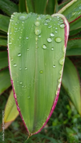 leaf, water, nature, dew, drop, plant, grass, rain, macro, wet, leaves, drops, raindrop, garden, flora, close-up, spring, summer, environment, freshness, fresh, droplets, green, morning, closeup