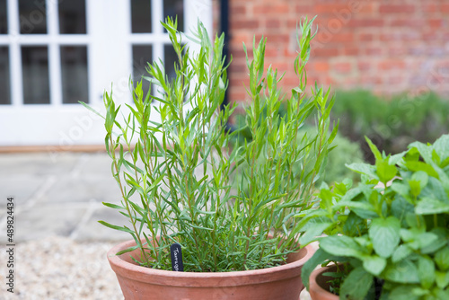 Tablou pe pânză French tarragon plant, herbs growing in an English garden
