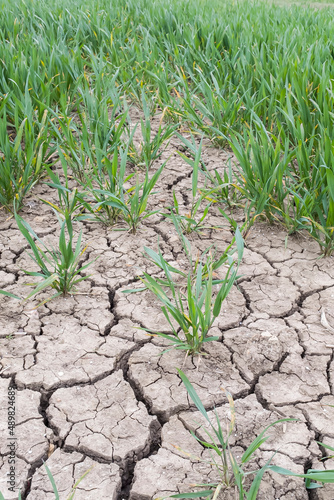Dry cracked earth, cracks in mud in a field of crops on a farm