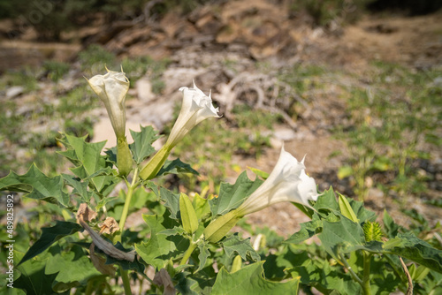 Three white trumpet shaped flowers of hallucinogen plant Devil's Trumpet