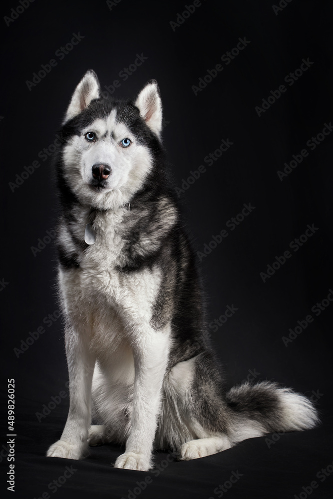 Beautiful Siberian husky dog on black background.