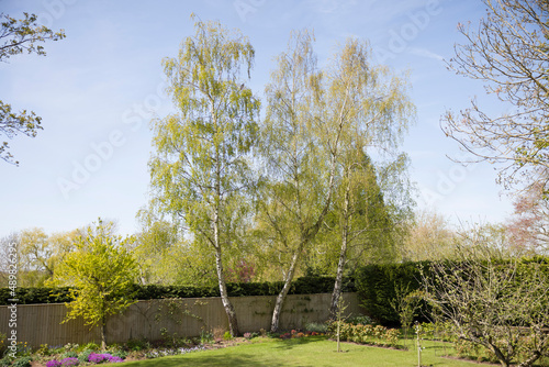 Fototapeta Garden with silver birch trees in spring, UK
